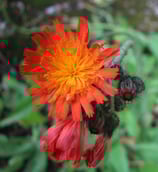 Hieracium aurantiacum (L.) - Orangerotes Habichtskraut - Epervière orangée - Sparviere aranciato -  Orange hawk bit