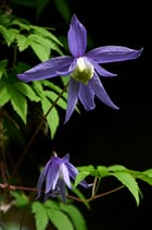 Clematis alpina (L.)(MILL.) - Alpen-Waldrebe - Clématite des Alpes - Clematide alpina - Alpine clematis