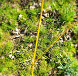 Salix fragilis (L.) - Bruch-Weide - Saule fragile - Salice fragile -  Crack Willow