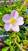 Rosa elliptica ssp. inodora (FRIES) - Duftarme Rose - Rosier inodore - Rosa a odore debole - Inodora Rose