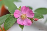 Rosa majalis (HERRM.) - Zimt-Rose - Rosier cannelle - Rosa cannella - Cinnamon Briar, Rose of May