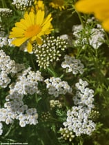 Achillea millefolium (L.) - Schafgarbe - Achillée millefeuille - Millefoglio montano - Common yarrow