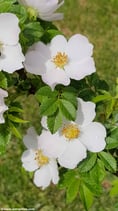 Rosa agrestis (SAVI) - Acker-Rose - Rosier agreste - Rosa delle siepi - Small-leaved Sweet-briar