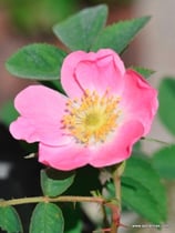 Rosa mollis (SM.) - Weiche Rose - Rosier à feuilles molles - Rosa a foglie flosce - Soft Downy-Rose