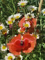 Papaver rhoeas (L.) - Klatschmohn - Coquelicot -  Papavero comune - Corn poppy