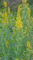 Genista tinctoria (L.) - Färber-Gingster - Genêt des teinturiers - Ginestra minore - Dyer’s greenweed