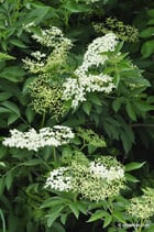 Sambucus nigra (L.) - Schwarzer Holunder - Grand Sureau où Sureau noir - Sambuco nero - European black elder