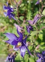 Aquilegia varia - Akelei Variationen - Ancolie variée - Aquilegia variazione - Columbin variation