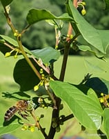 Frangula alnus (MILL) - Echter Faulbaum - La Bourdaine - La Frangola - Alder buckthorn