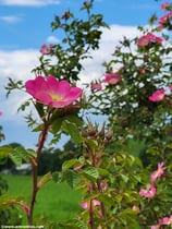 Rosa dumalis (BECHST.) - Vogesenrose - Rosier des Vosges - Rosa dei Vosgi è Rosa selvatica di montagna - Glaucous Dog Rose
