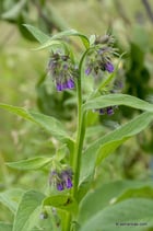 Symphytum officinale L. - Beinwell / Wallwurz - Consoudes officinale - Consolida maggiore -  Common comfrey