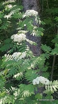 Sorbus aucuparia (L.) - Vogelbeere / Eberesche - Sorbier des oiseleurs - Sorbo degli uccellatori - Rowan
