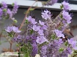 Phacelia tanacetifolia (JUSS.) - Rainfarn-Phazelie - Phacelia