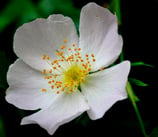 Rosa abietina (CHRIST) - Tannen-Rose - Rosier des sapins - Rosa degli abeti - Pine Rose