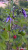 Solanum dulcamara (L.) - Bittersüsser Nachtschatten - Douce-Amère - Morella Rampicante- Bittersweet Nightshade