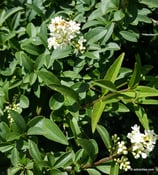 Ligustrum vulgare (L.) - Gewöhnlicher Liguster - Troène communs - Ligustro  - Wild privet