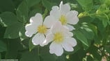 Rosa corymbifera (BORCKH.) - Busch-Rose - Rosier corymbifère - Rosa corimbifera - Thicket Dog Rose