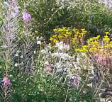 Sedum album (L.) - Weisse-Fetthenne - L'Orpin blanc - Borracina bianca - White stonecrop