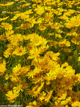 Anthemis tinctoria (L.) - Färberkamille - Anthémis des teinturiers - Camomilla dei tintori - Golden marguerite