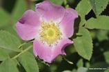 Rosa sherardii (DAVIES) - Samt-Rose - Rosier de Sherard - Rosa di Sherard - Sherard's Downy-Rose