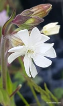 Silene latifolia (POIR.) - Weisse Lichtnelke - Le Compagnon blanc - Silene bianca  -  White Campion