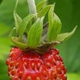 Fragaria vesca (L.) - Wald-Erdbeere - Fraisier des bois - Fragola di bosco - Wild strawberry