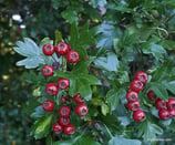 Crataegus laevigata (Poir.)  - Zweigriffliger Weissdorn - Aubépine lysse - Biancospinos laevigata - Midland hawthorn