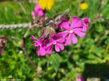 Silene dioica (L.)(CLAIRF) - Rote Lichtnelke - Le Compagnon rouge - Silene dioica  -  Red Campion