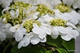 Viburnum opulus (L.) - Gewöhnlicher Schneeball - Viorne obier  - Oppio, Palle di neve - Guelder-Rose