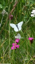 Dianthus carthusianorum (L.) - Karthäuser Nelke - L'œillet des Chartreux  - Garofanino dei Certosini - Carthusian pink