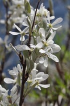 Amelanchier ovalis (MEDIKUS) - Felsenmispel - Néflier des rochers - Pero corvino - Snowy mespilus