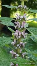 Leonurus cardiaca (L.) - Echtes Herzgespann - Agripaume cardiaque - cardiaca comune - Motherwort