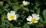 Rosa tomentosa (SM.) - Filz-Rose - Rosier tomenteux - Rosa tomentosa - Harsh Downy-Rose