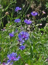 Centaurea cyanus (L.) - Kornblume - Bleuet  - Fordaliso - Cornflower