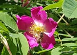 Rosa pendulina (L.) - Alpen-Hagrose - Rosier des Alpes - Rosa alpina - Drooping Rose