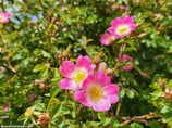 Rosa rubiginosa (L.) - Wein-Rose - Rosier églantier - Rosa balsamina - Sweet-briar