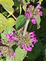 Clinopodium vulgare (L.) - Gemeiner Wirbeldost - Sariette commune - Clinopodio dei boschi - Wild Basil