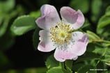 Rosa subcanina (CHRIST) - Fast Hundsrose - Faux Rosier des chiens - Falsa Rosa canina - False Dog Rose