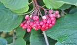 Viburnum lantana (L.) - Wolliger Schneeball - Viorne lantane, Viorne mancienne - Lentaggine - Wayfaring tree