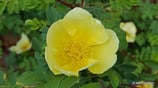 Rosa hugonis (HEMSL.) - Chinesische Gold-Rose - Rosier du Père Hugo - Rosa xanthina ssp. hugonis - Father Hugo's Rose