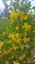 Hippocrepis emerus (L.) - Strauch-Kronwicke - Coronille des jardins - Coronilla emerus - Hippocrepis emerus