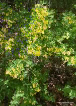 Colutea arborescens (L.) - Gewöhnlicher Blasenstrauch - Baguenaudier arborescent - Vescicaria / Senna nostrale - Bladder-senna