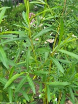 Salix triandra (L.) - Mandel-Weide - Saule à trois étamines - Salice triandra -  Almond Willow