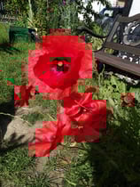 Mohn - Klatschmohn