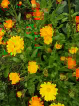 Calendula "Ringelblume"