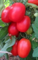 Eiertomate "König Humbert"