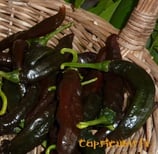 Pasilla Holy Mole - Sachet 10 graines