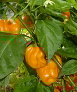 NuMex Suave Orange - Sachet 10 graines