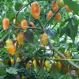 El Oro de Ecuador - Sachet 10 graines