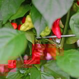 Habanero Somali - Sachet 10 graines